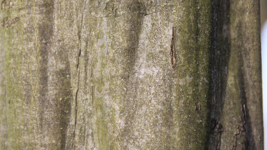 Carpinus betulus bast