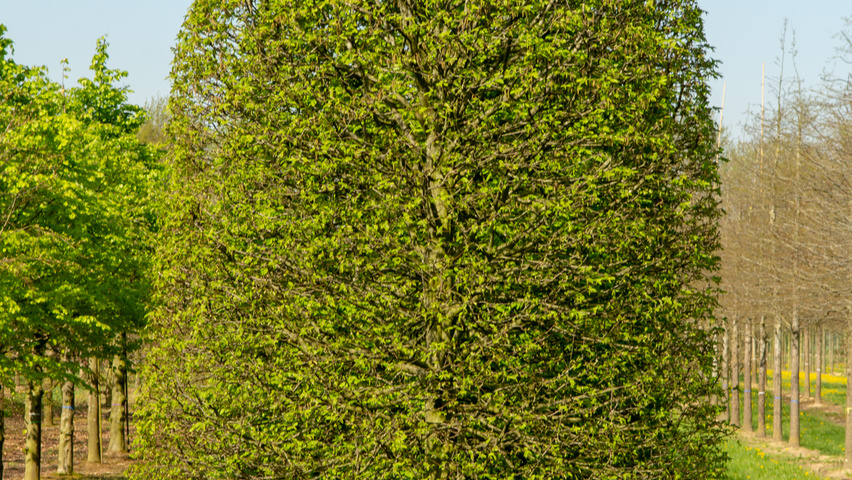 Carpinus betulus bijenkorf