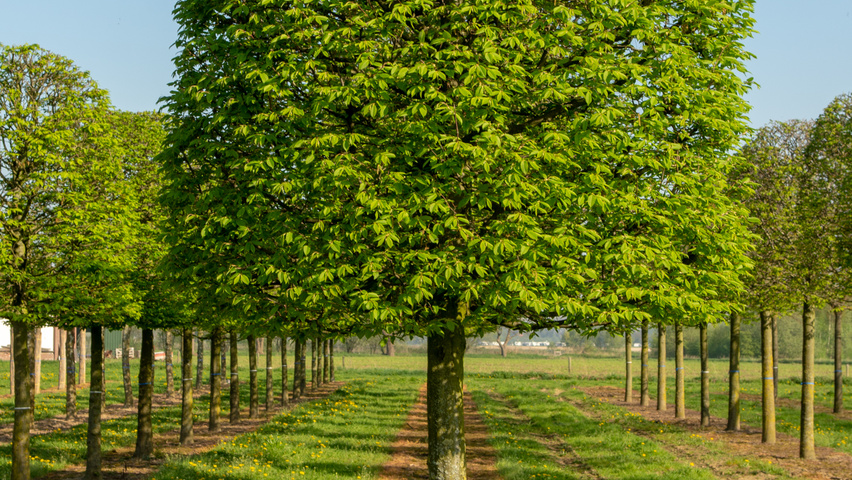 Carpinus betulus bijenkorf