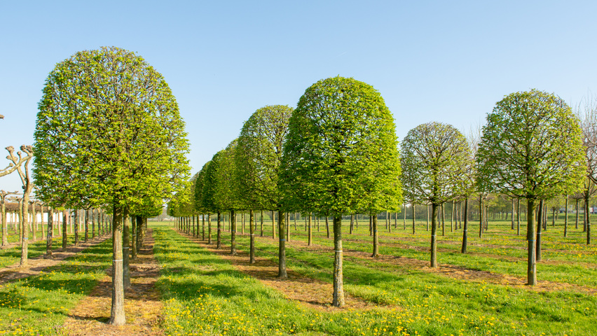Carpinus betulus bijenkorf