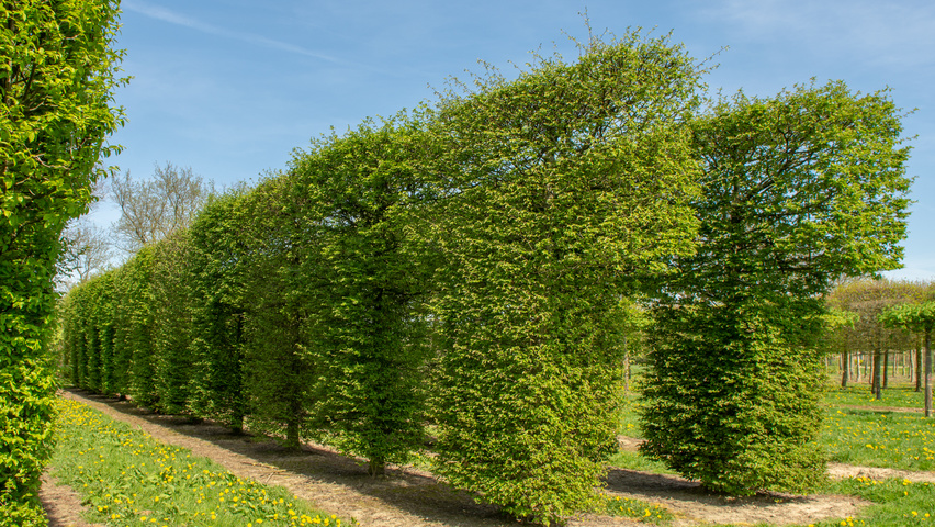 European Hornbeam Tree Hedge The Best Picture Of Beam