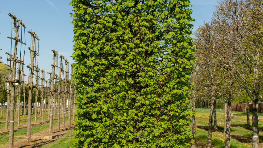 Carpinus betulus blok