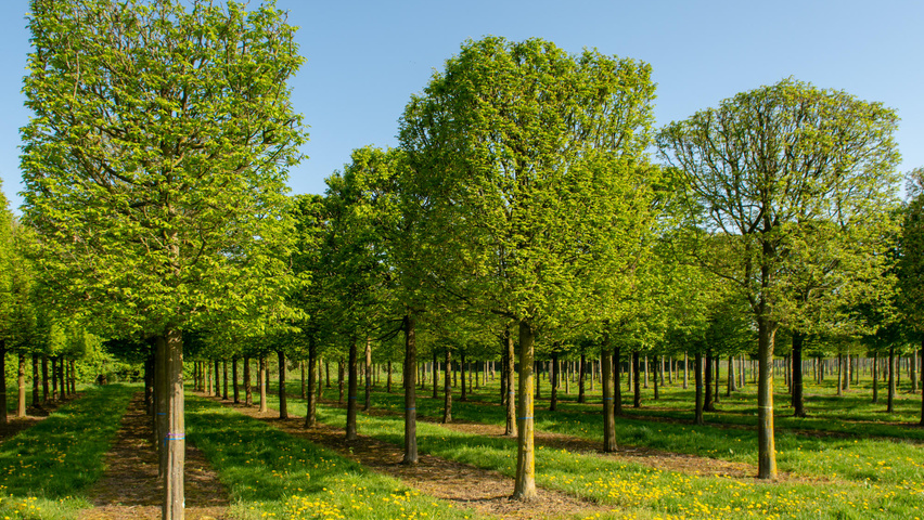 Carpinus betulus blok