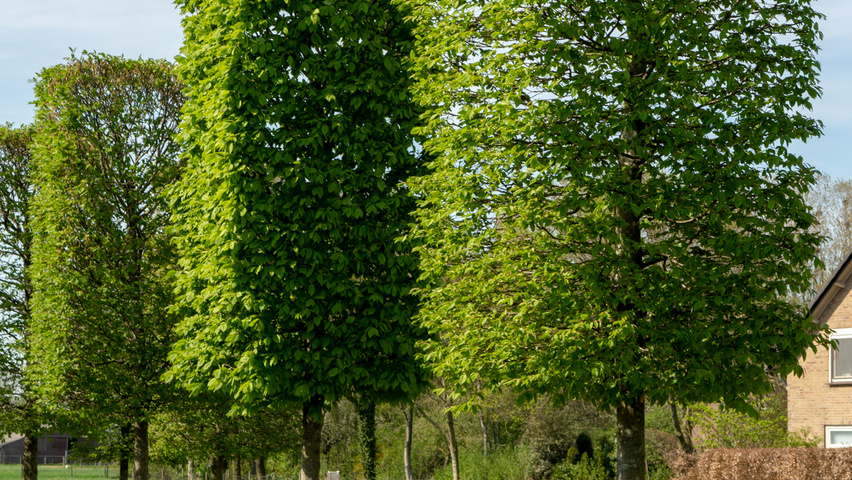 Carpinus betulus blok