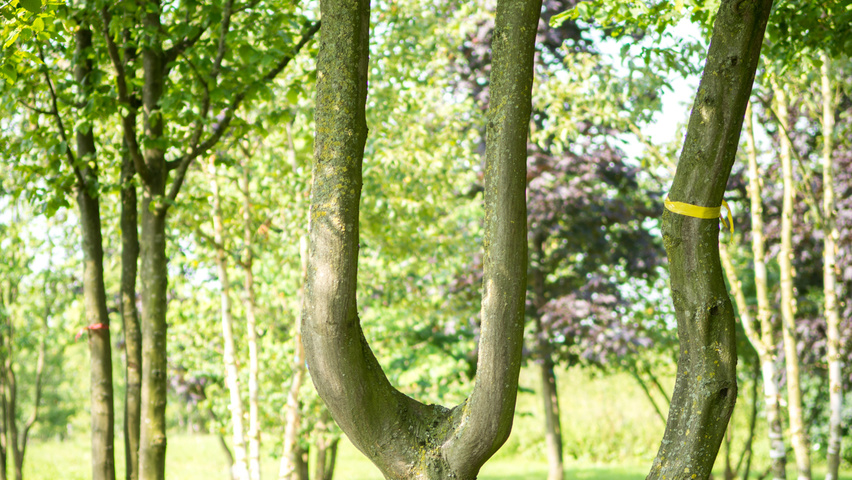 Carpinus betulus karakteristiek