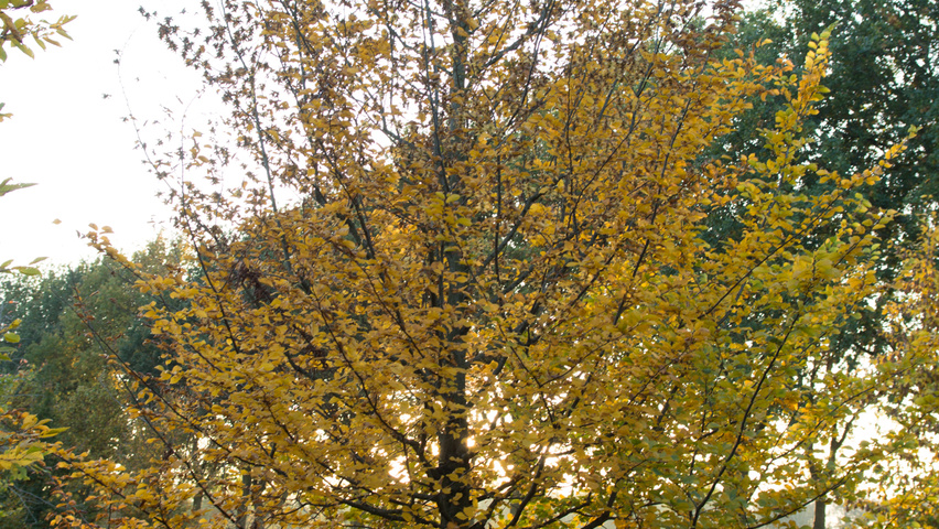 Carpinus betulus beveerd