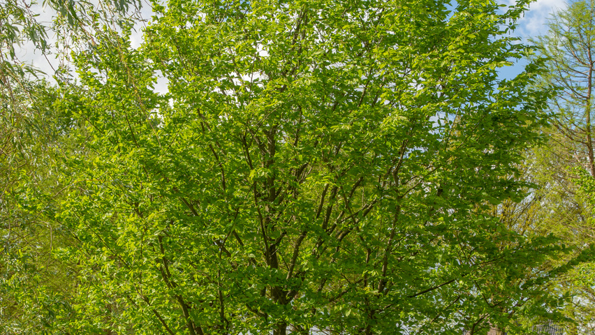 Carpinus betulus beveerd