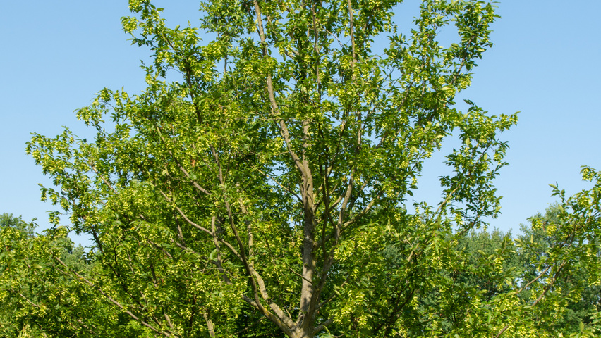 Carpinus betulus klimboom