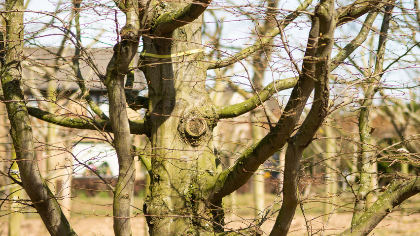 Carpinus betulus klimboom