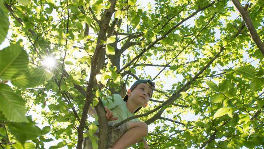 Carpinus betulus klimboom