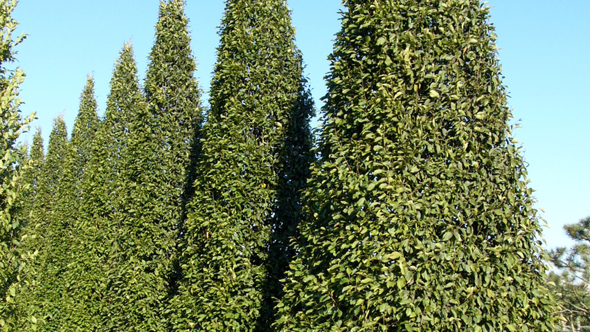 Carpinus betulus kegel