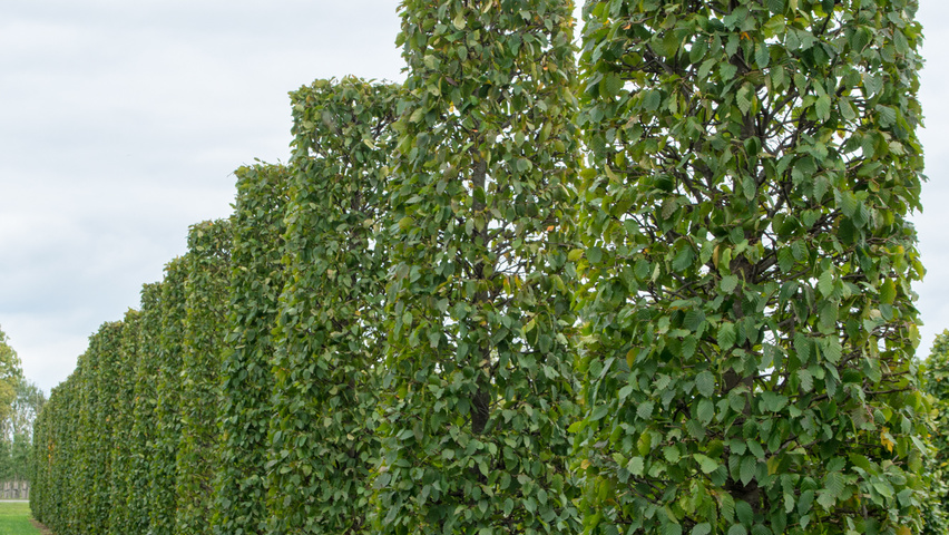 Carpinus betulus cilinder