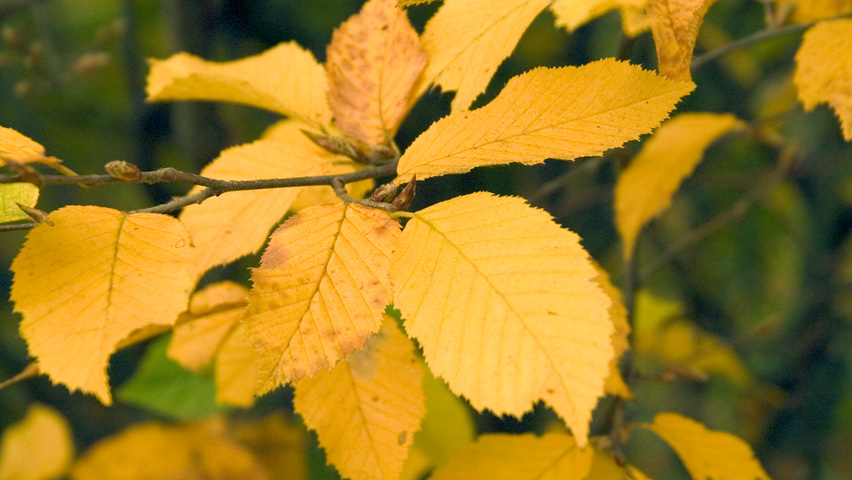Carpinus betulus 'Fastigiata' autumn leaves