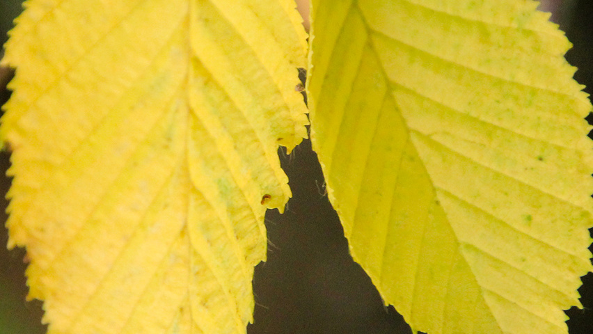Carpinus betulus 'Fastigiata' autumn leaves