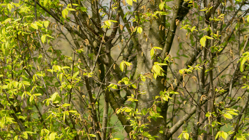 Carpinus betulus 'Fastigiata' bark