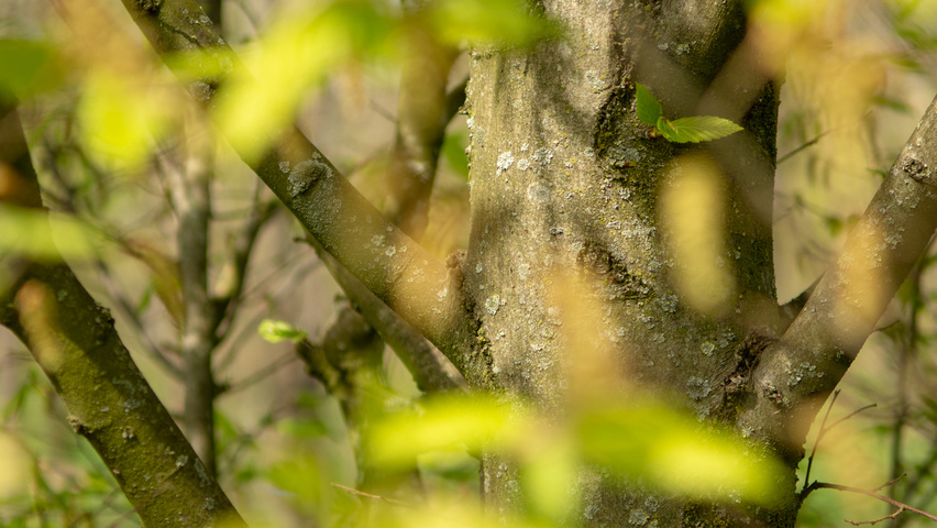 Carpinus betulus 'Fastigiata' bark