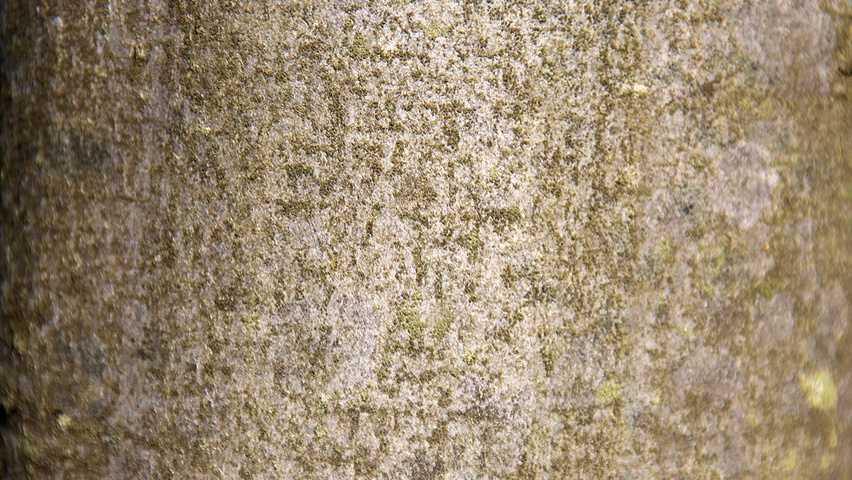 Carpinus betulus 'Fastigiata' bark