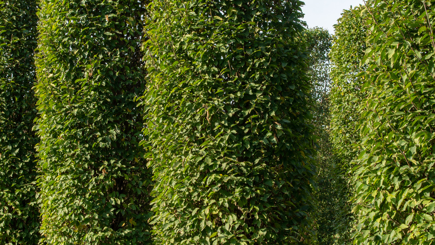 Carpinus betulus 'Fastigiata' column