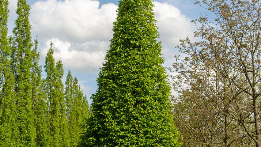 Carpinus betulus 'Fastigiata' feathered