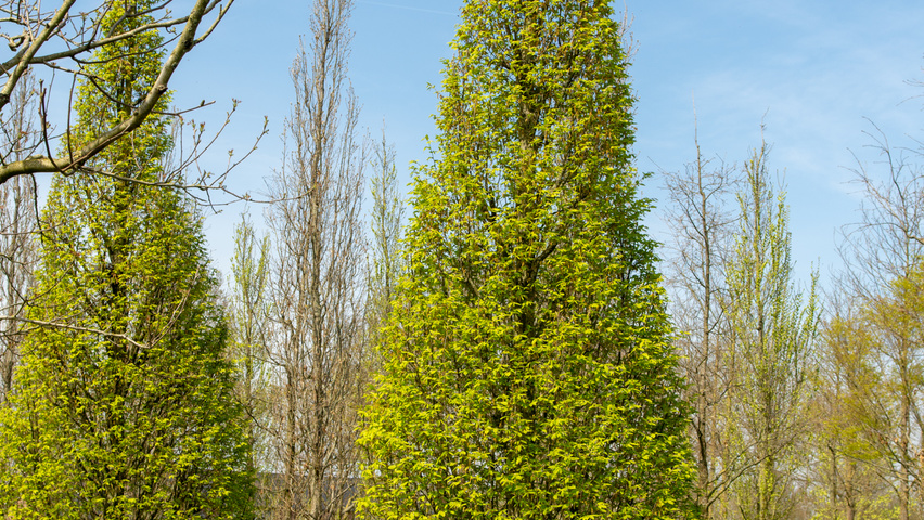 Carpinus betulus 'Fastigiata' feathered