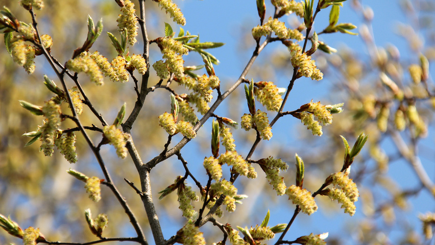 Carpinus betulus 'Fastigiata' flowers