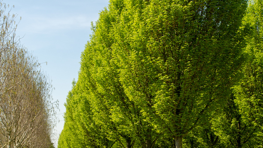 Carpinus betulus 'Fastigiata' standard tree
