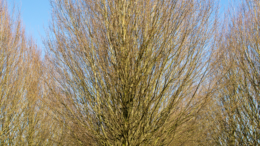 Carpinus betulus 'Fastigiata' standard tree