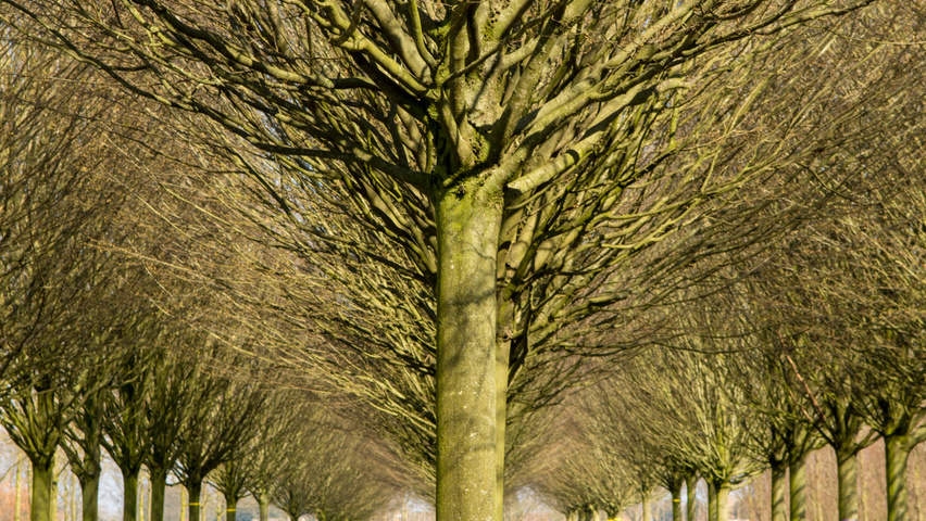 Carpinus betulus 'Fastigiata' | TreeEbb | Online tree-finding tool | Ebben  Nurseries