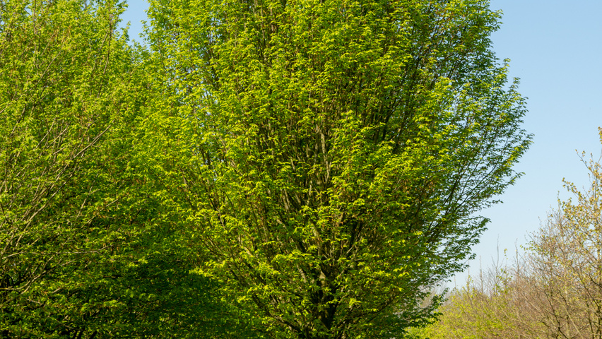Carpinus betulus 'Fastigiata' standard tree