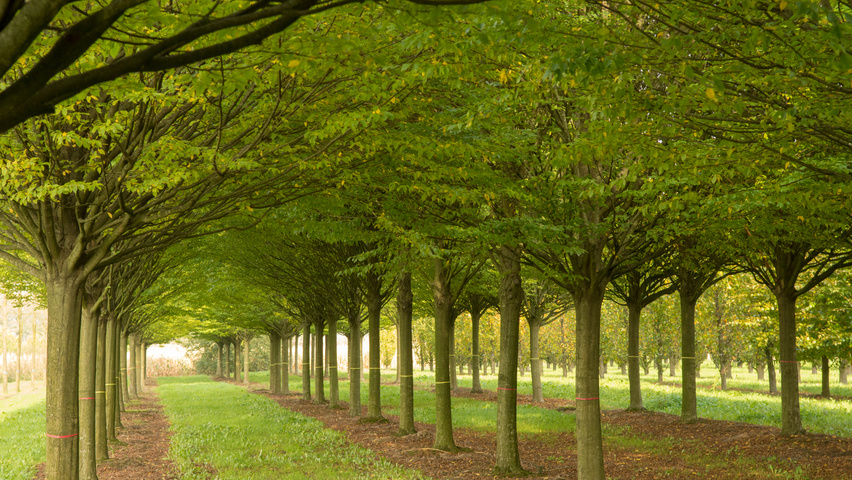 Carpinus betulus 'Fastigiata' standard tree