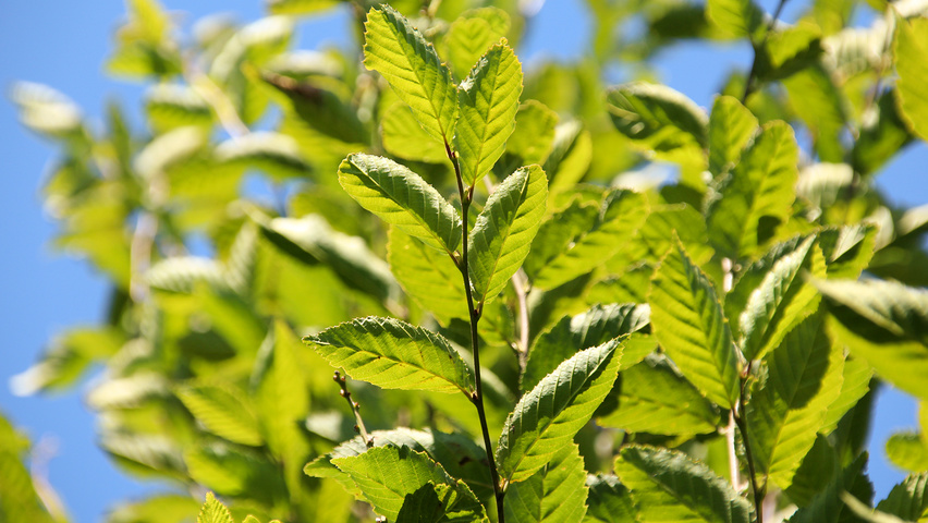 Carpinus betulus 'Fastigiata' leaves