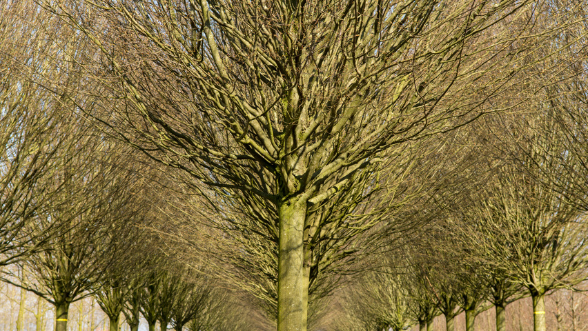 Carpinus betulus 'Fastigiata' twigs