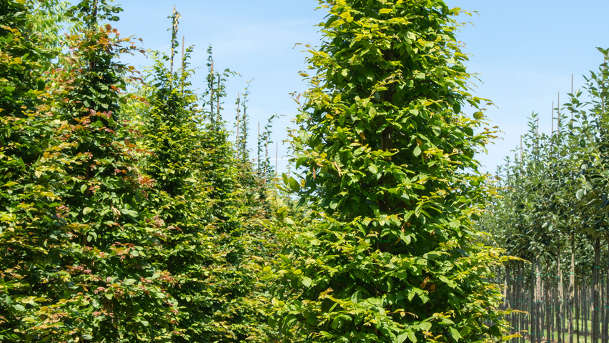 Carpinus betulus beveerd