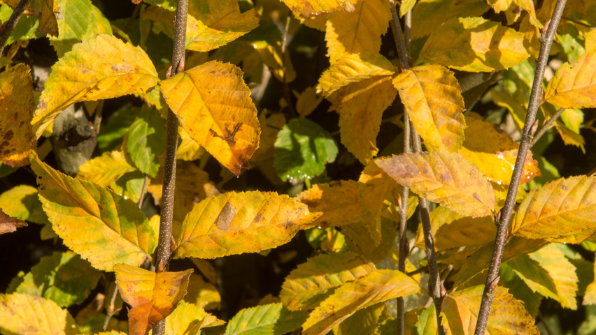Carpinus betulus 'Frans Fontaine' Herbstblatt