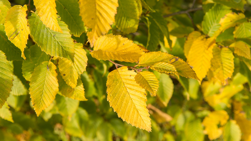 Carpinus betulus 'Frans Fontaine' Herbstblatt