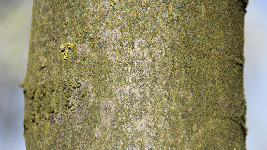 Carpinus betulus 'Frans Fontaine' Rinden