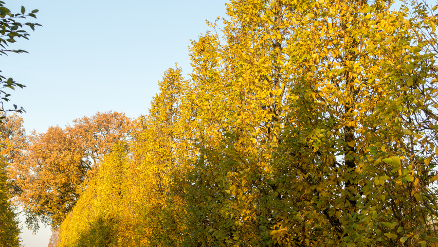 Carpinus betulus 'Frans Fontaine' Stammbüsche
