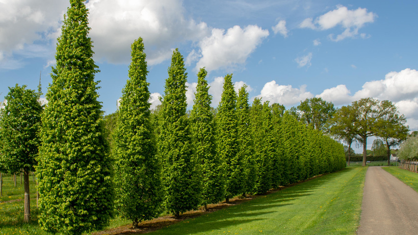 Carpinus betulus 'Frans Fontaine' Stammbüsche