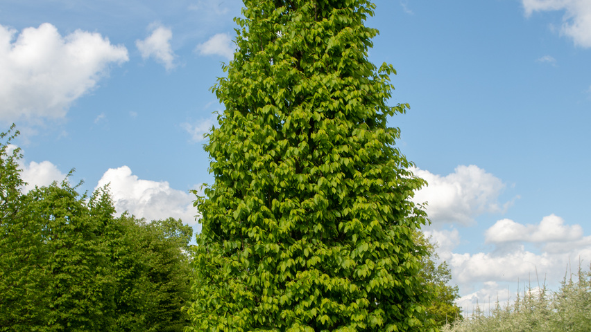 Carpinus betulus 'Frans Fontaine' Stammbüsche