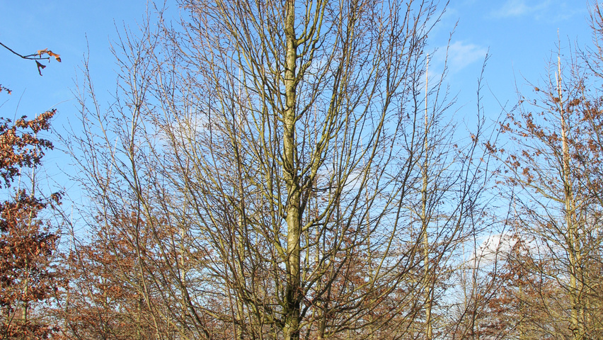 Carpinus betulus 'Frans Fontaine' Stammbüsche