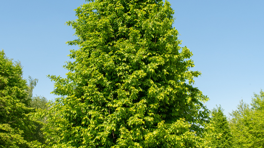 Carpinus betulus 'Frans Fontaine' Stammbüsche
