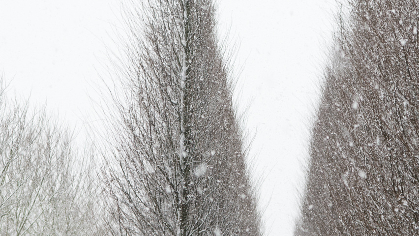 Carpinus betulus 'Frans Fontaine' Stammbüsche