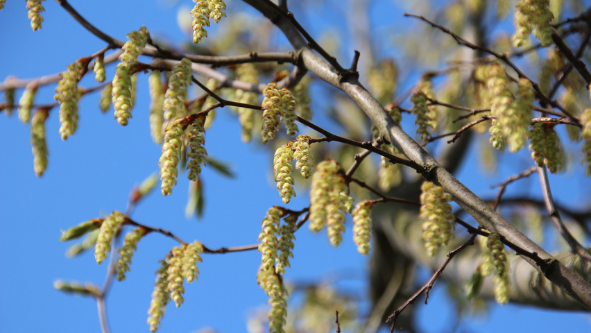 Carpinus betulus 'Frans Fontaine' Blumen
