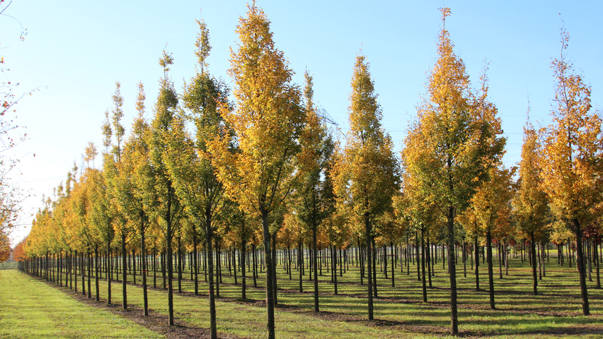 Carpinus betulus 'Frans Fontaine' hochstämmig