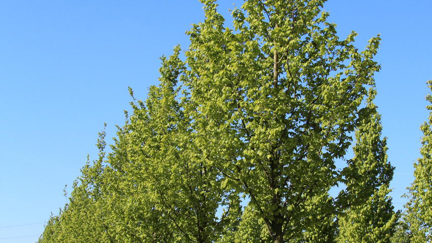 Carpinus betulus 'Frans Fontaine' hochstämmig