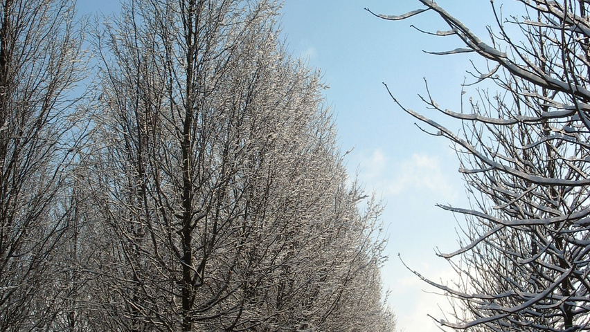 Carpinus betulus 'Frans Fontaine' hochstämmig