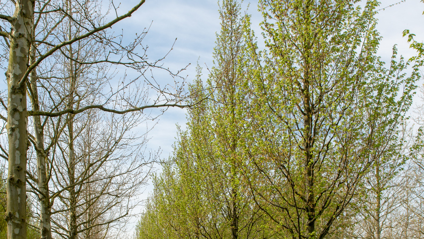 Carpinus betulus 'Frans Fontaine' hochstämmig