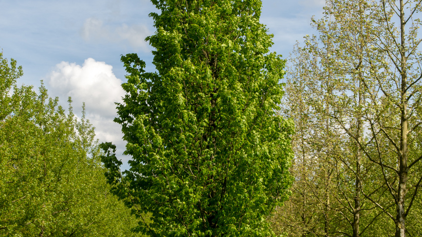 Carpinus betulus 'Frans Fontaine' hochstämmig
