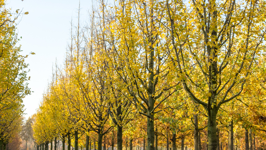 Carpinus betulus 'Frans Fontaine' hochstämmig