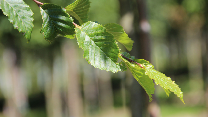 Carpinus betulus 'Frans Fontaine' Blatt